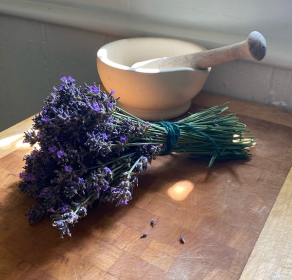 Lavender Flower Buds