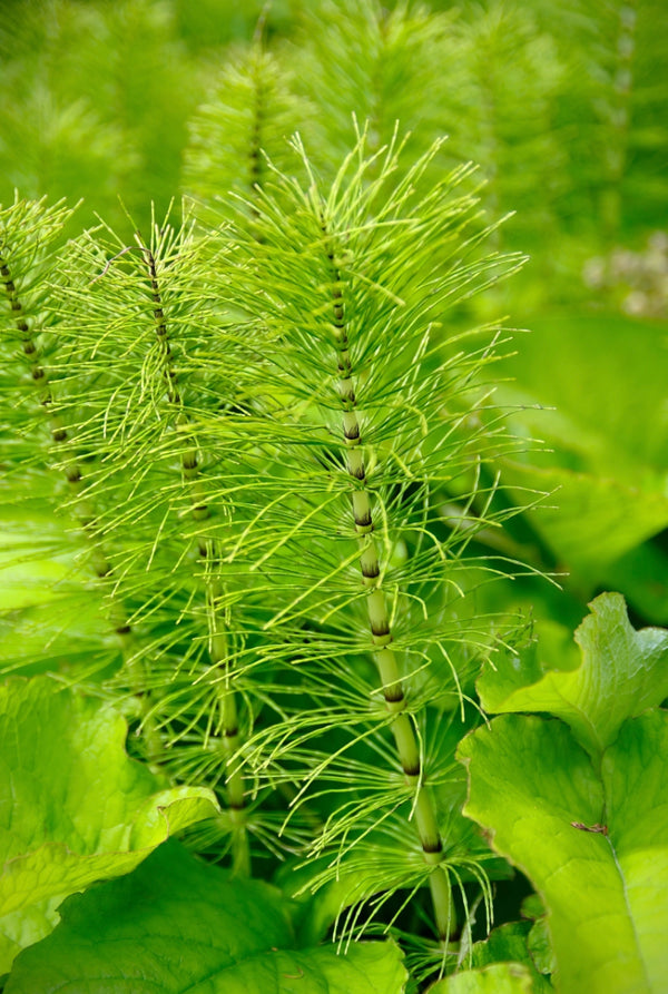 Horsetail
