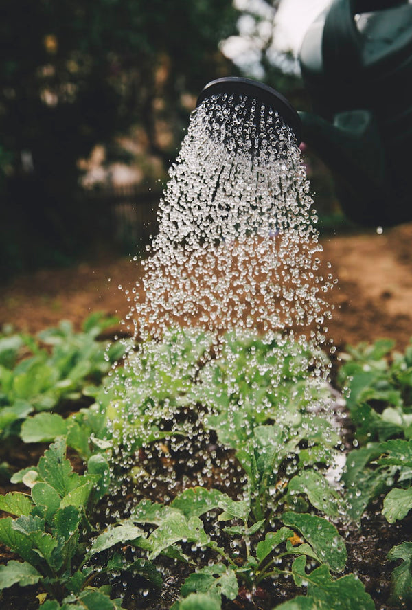 Organic vs Nonorganic Is there a difference?