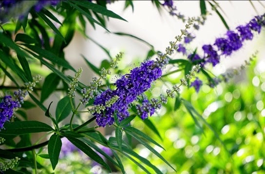 Chasteberry Plant or Chaste Tree