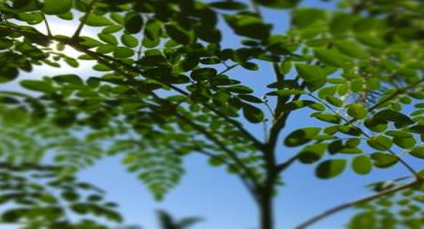Moringa
