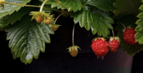 Raspberry Leaves